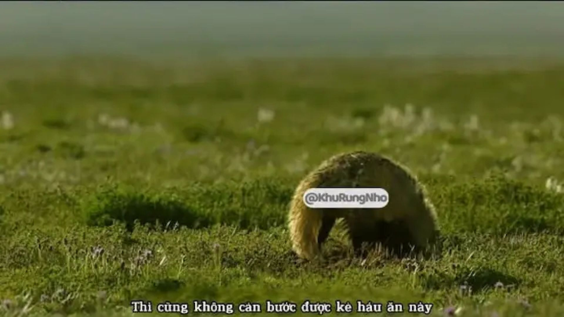 Kẻ thù truyền kiếp của chim tuyết và trí thông minh khiến Einstein phải gọi bằng điện thoại